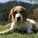 El Beagle un sabueso alegre y tierno