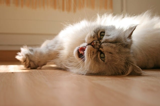 El cariñoso gato persa disfruta de estar en su casa