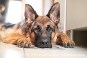 El pastor aleman uno de los perros mas inteligentes del mundo