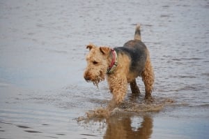 airedale terrier un perro que se maneja bien en el agua