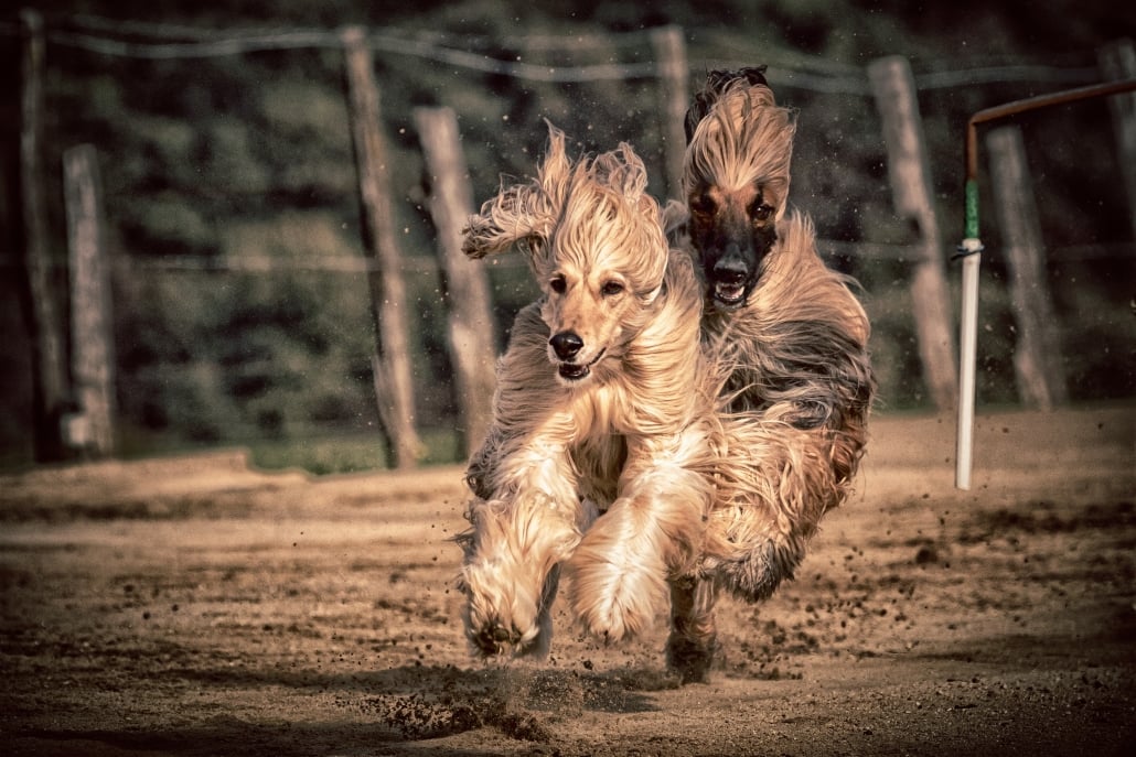 El galgo afgano es un perro muy elegante, aqui lo vemos en plena carrera.