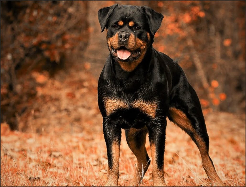 El Rottweiler el tambien llamado perro carnicero