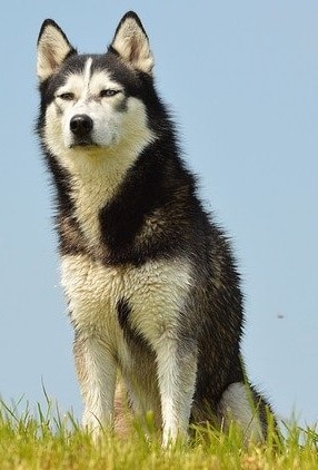 El Husky Siberiano es un perro muy activo