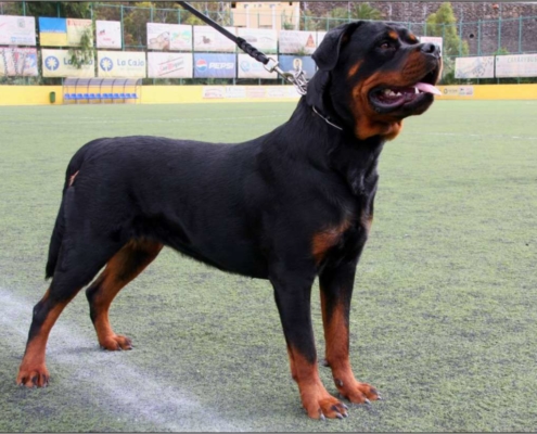 El Rottweiler el tambien llamado perro carnicero