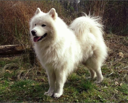 El Samoyedo el perro ruso de las nieves