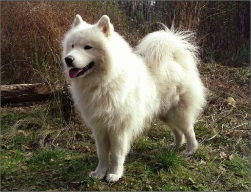 El Samoyedo el perro ruso de las nieves
